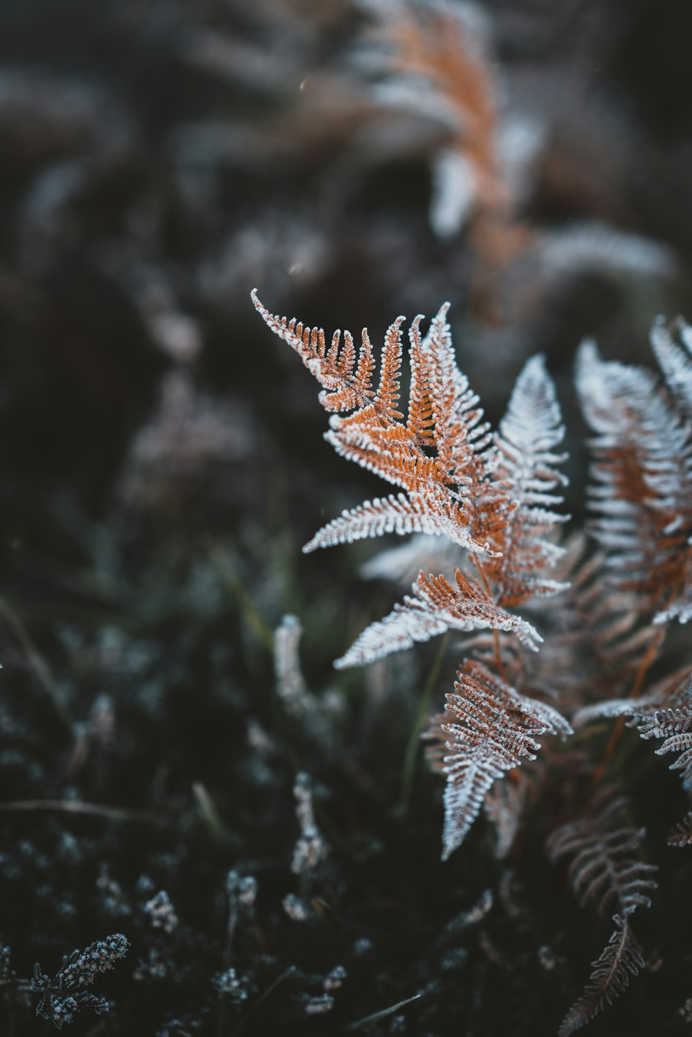 brown leafed plant