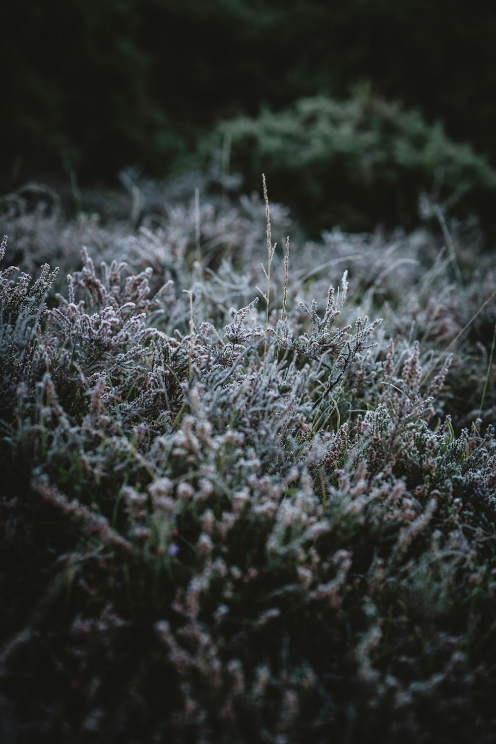 view of green-leafed plant