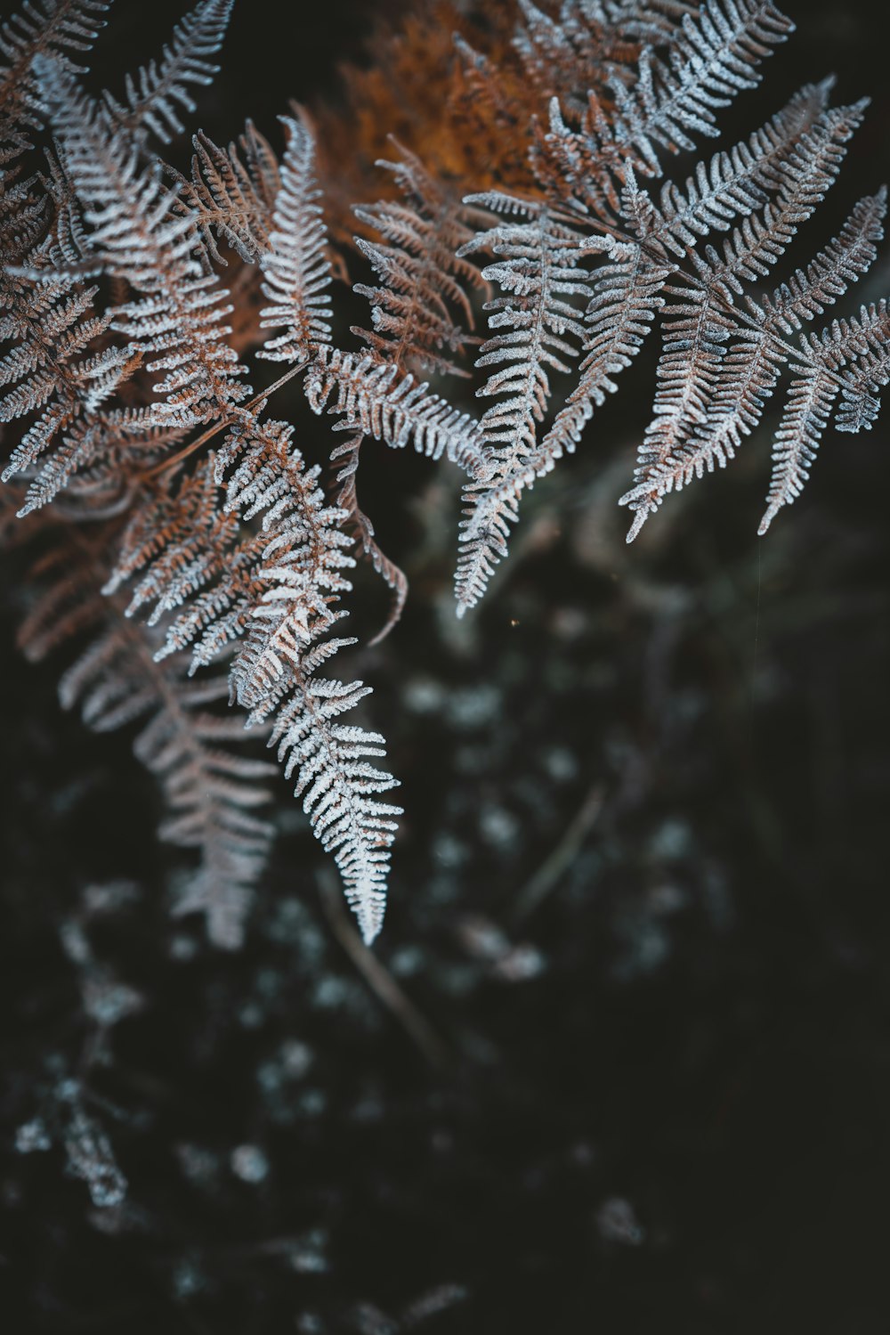 green fern plant