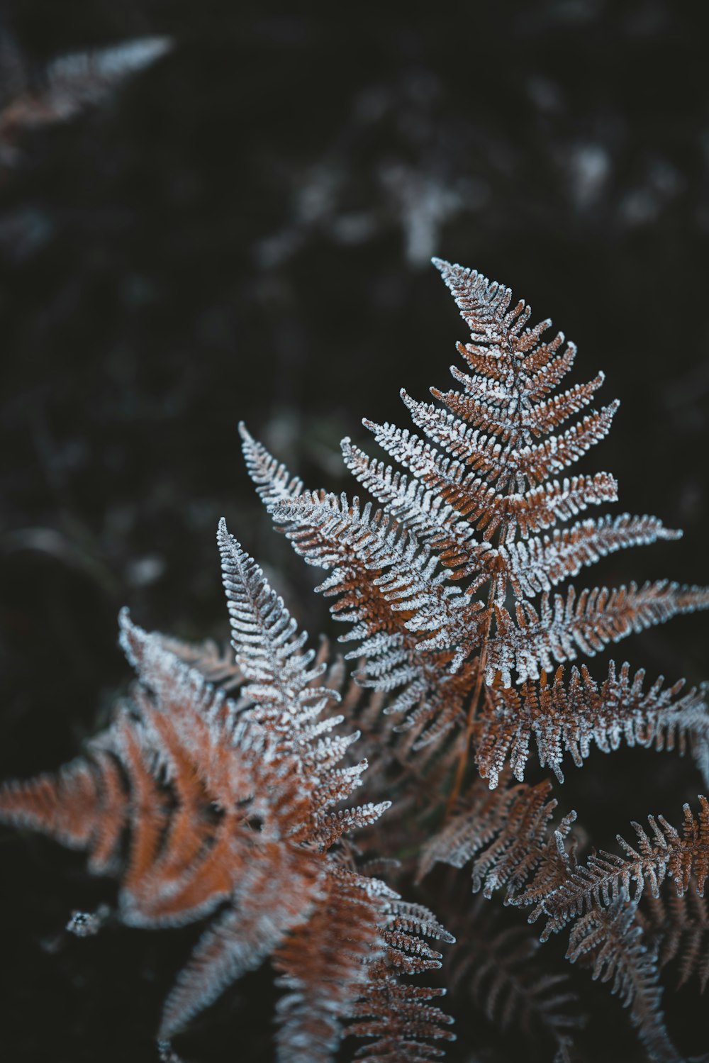 white and orange plant photo