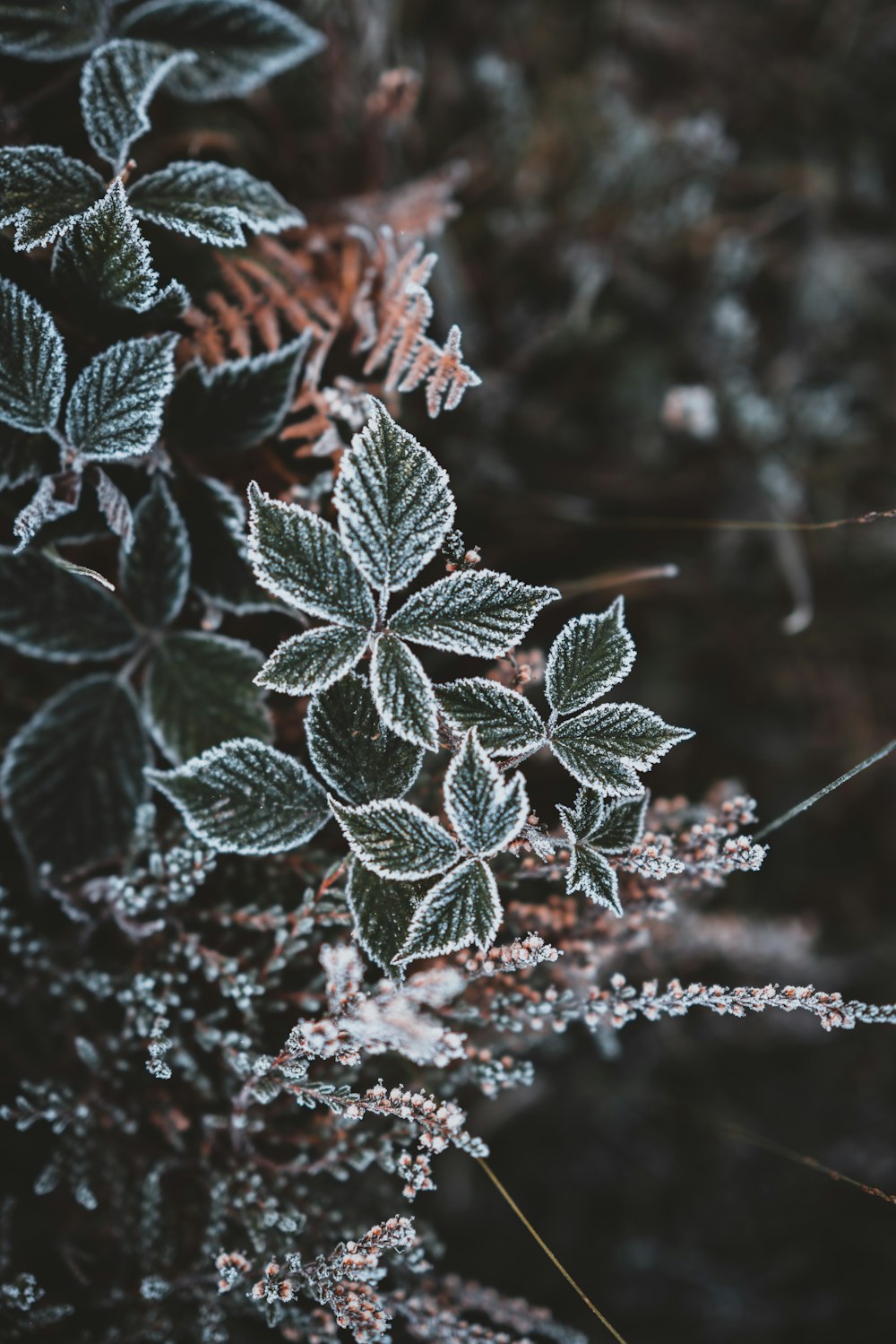 green plants