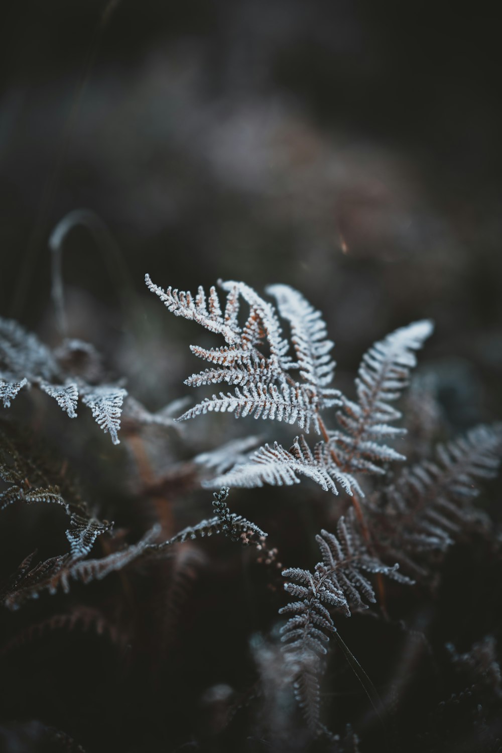 view of green fern plant