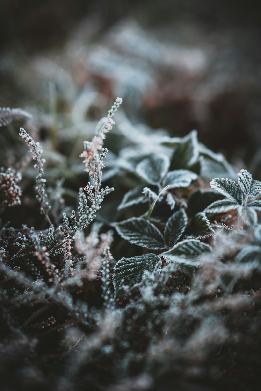 green plants on selective focus photography