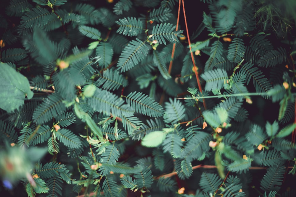 green-leafed plant