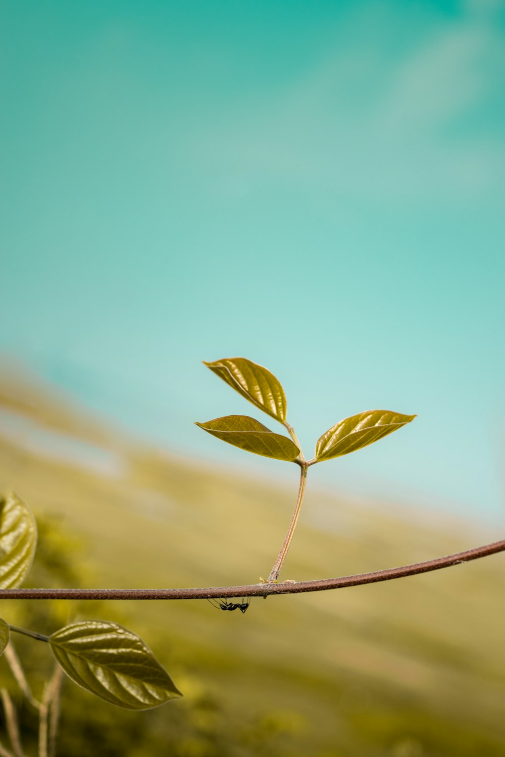 green leaf plant