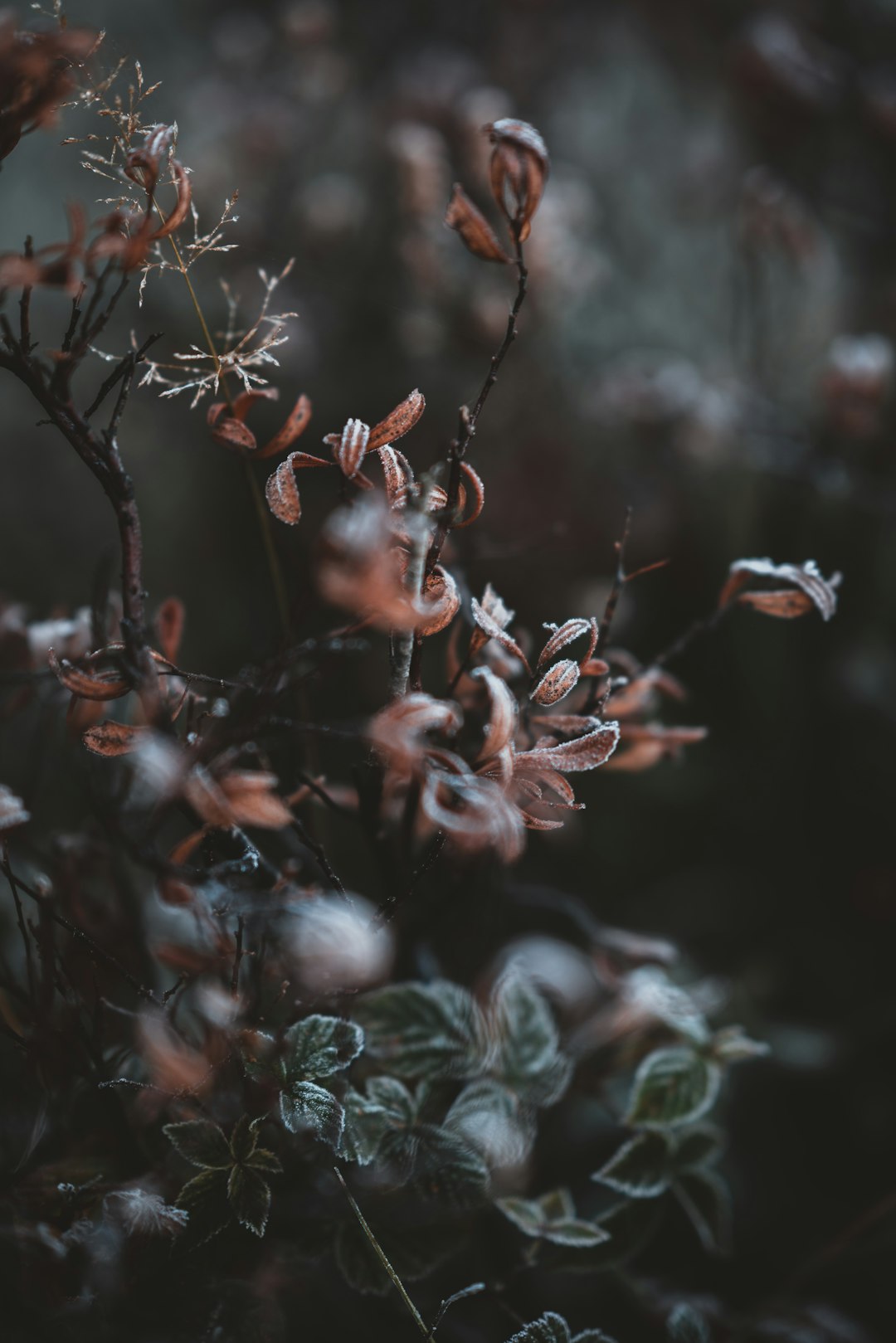 brown and green leaves