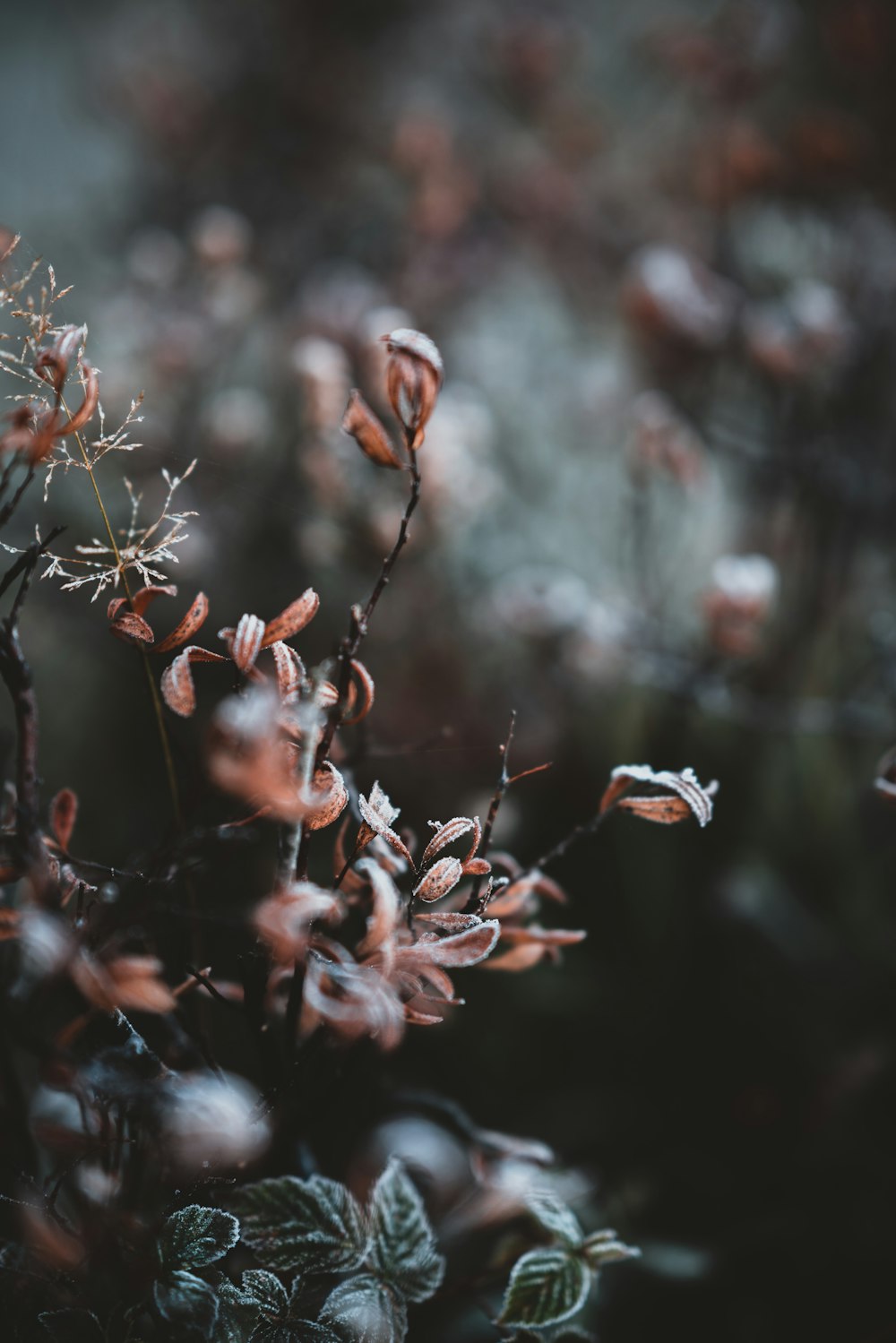 brown dried leaves