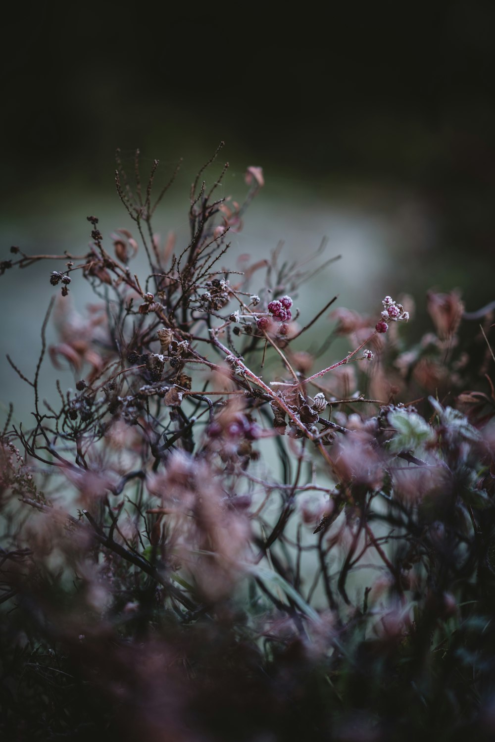 closeup photography of pink-petaled flower