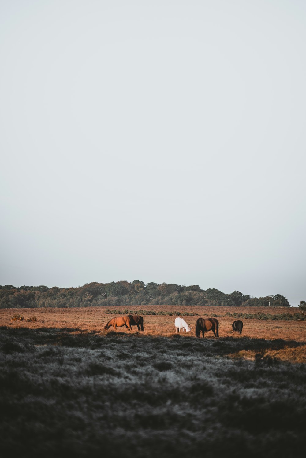 cavalos marrons em campo durante o dia