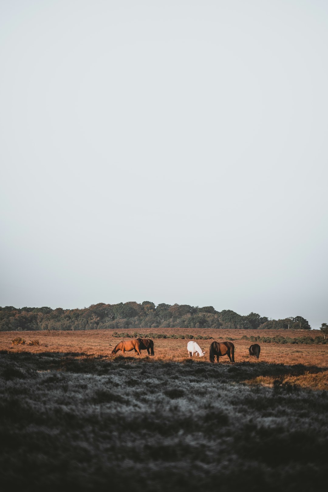 Plain photo spot New Forest National Park Heyshott