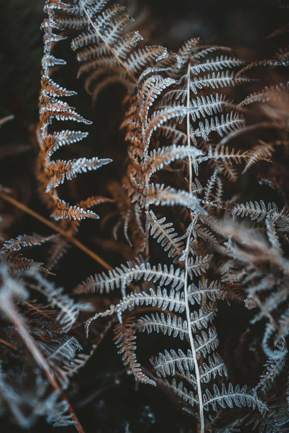 shallow focus photography of brown and gray leaves