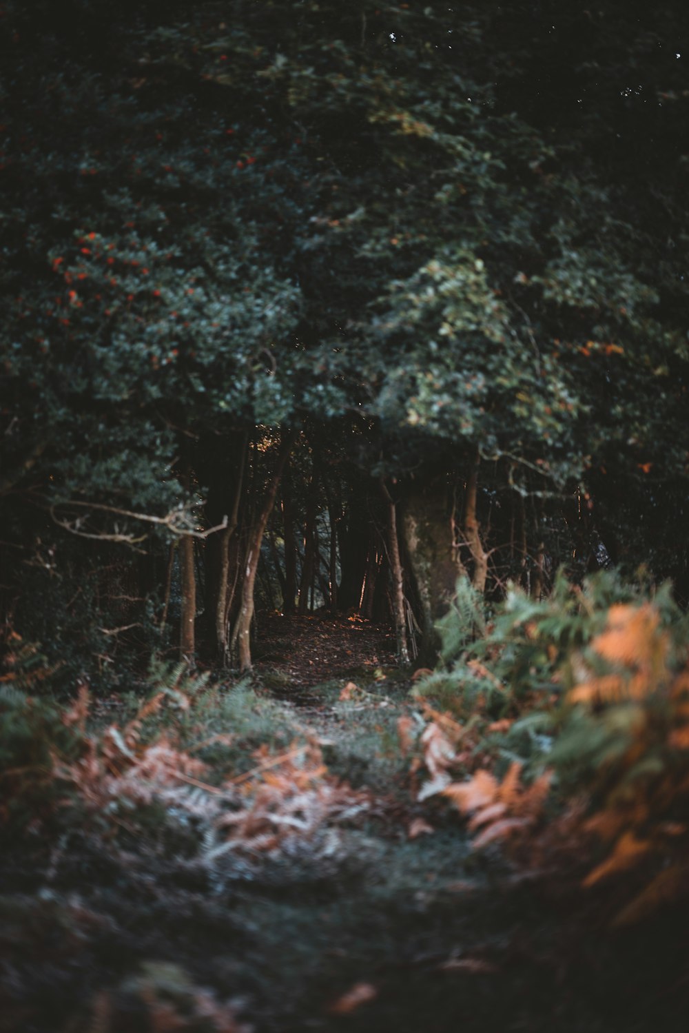 shallow focus photography of trees