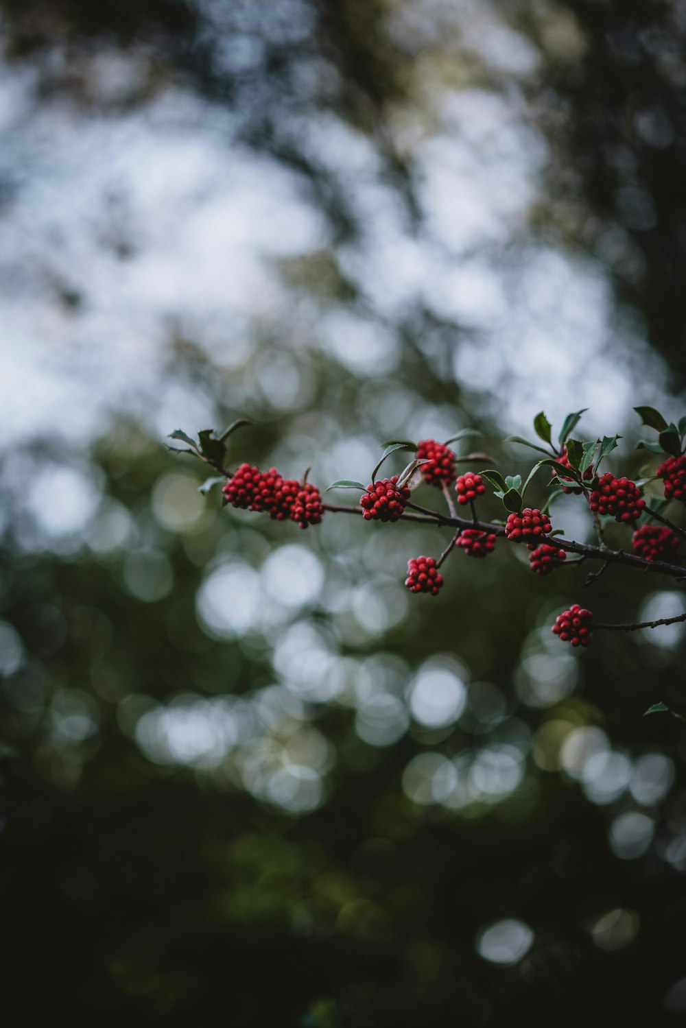 red berries in bokeh photography