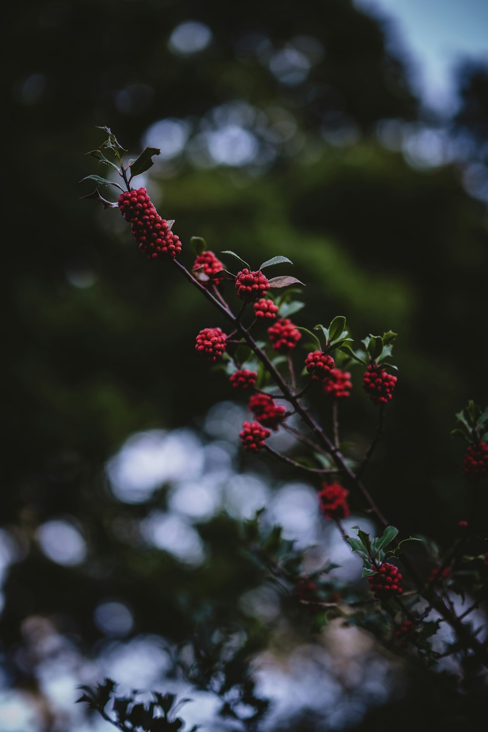 raspberries in tilt shift lens photograpy