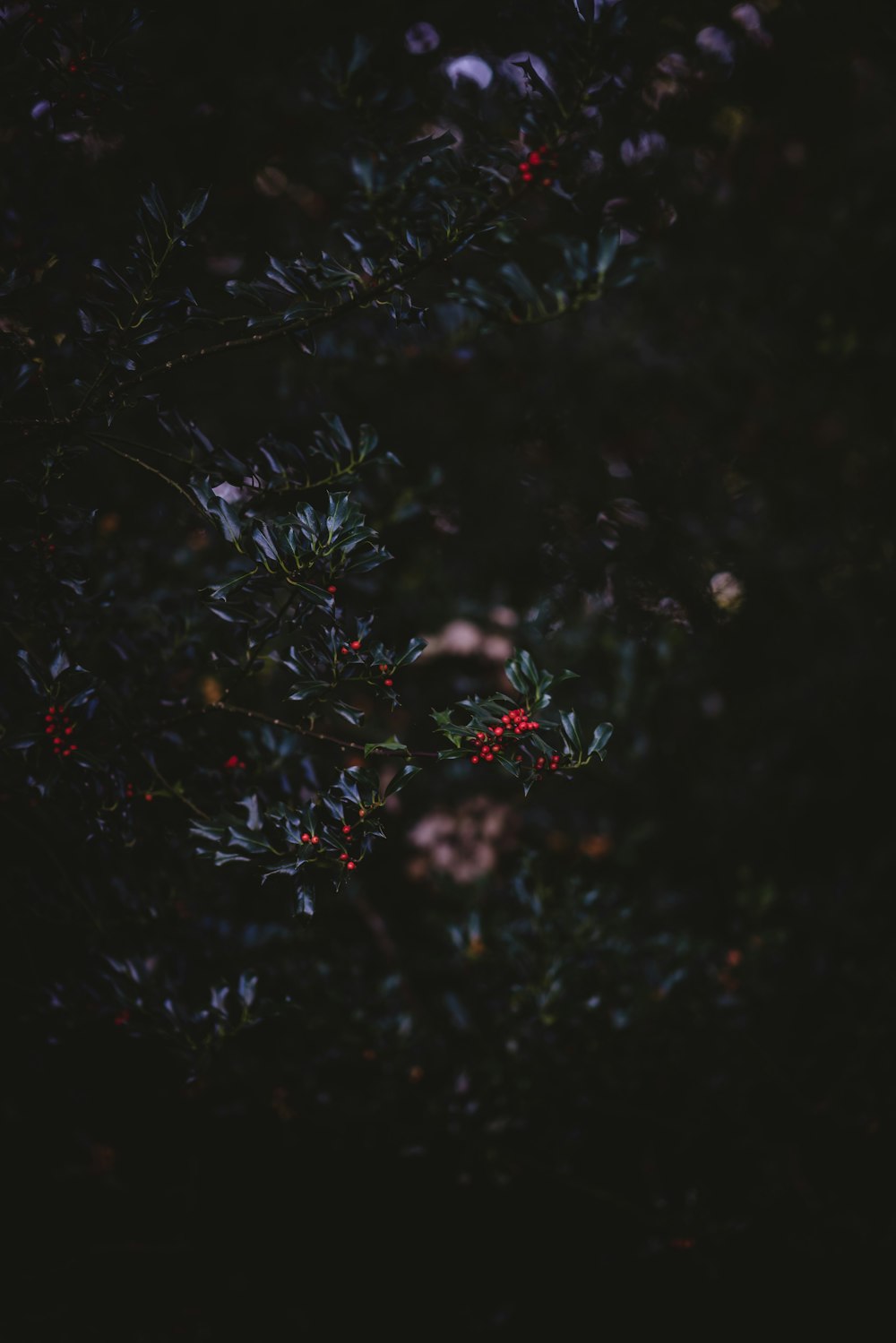 red fruits in green plant