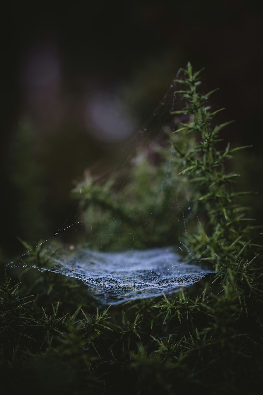 selective focus photography of spider web