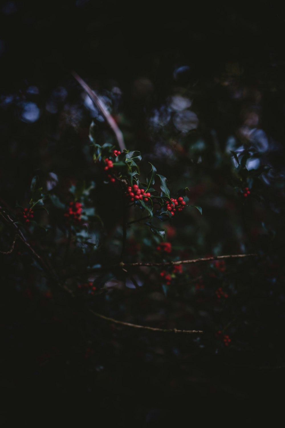 red berries in bokeh photography