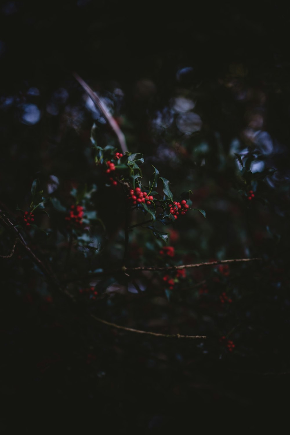 보케 사진의 빨간 열매