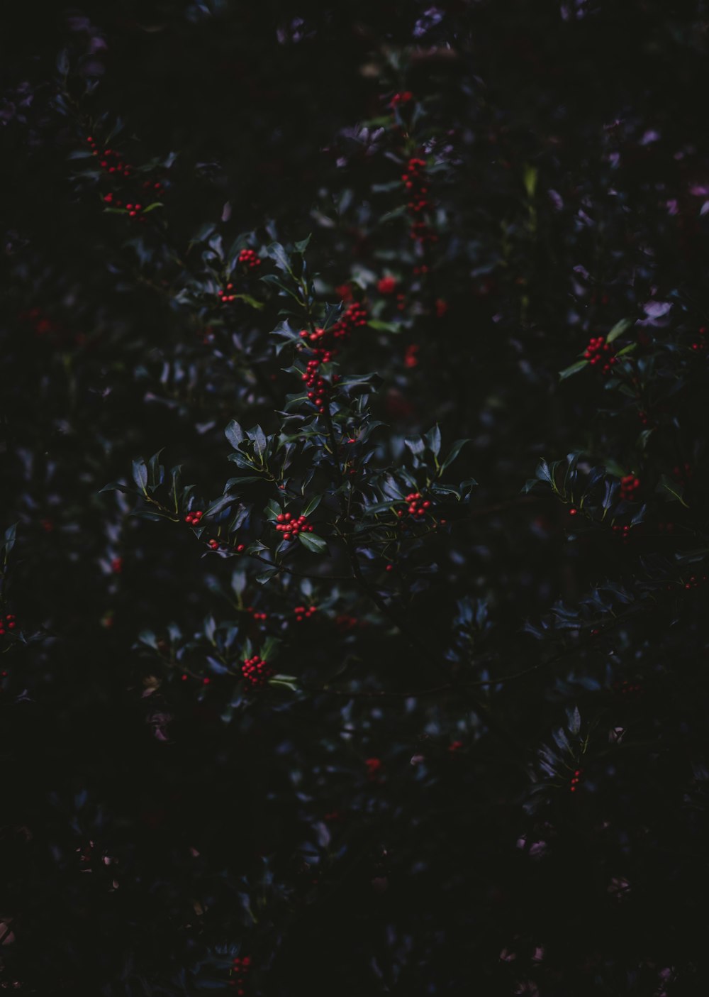 red round fruits and green plants