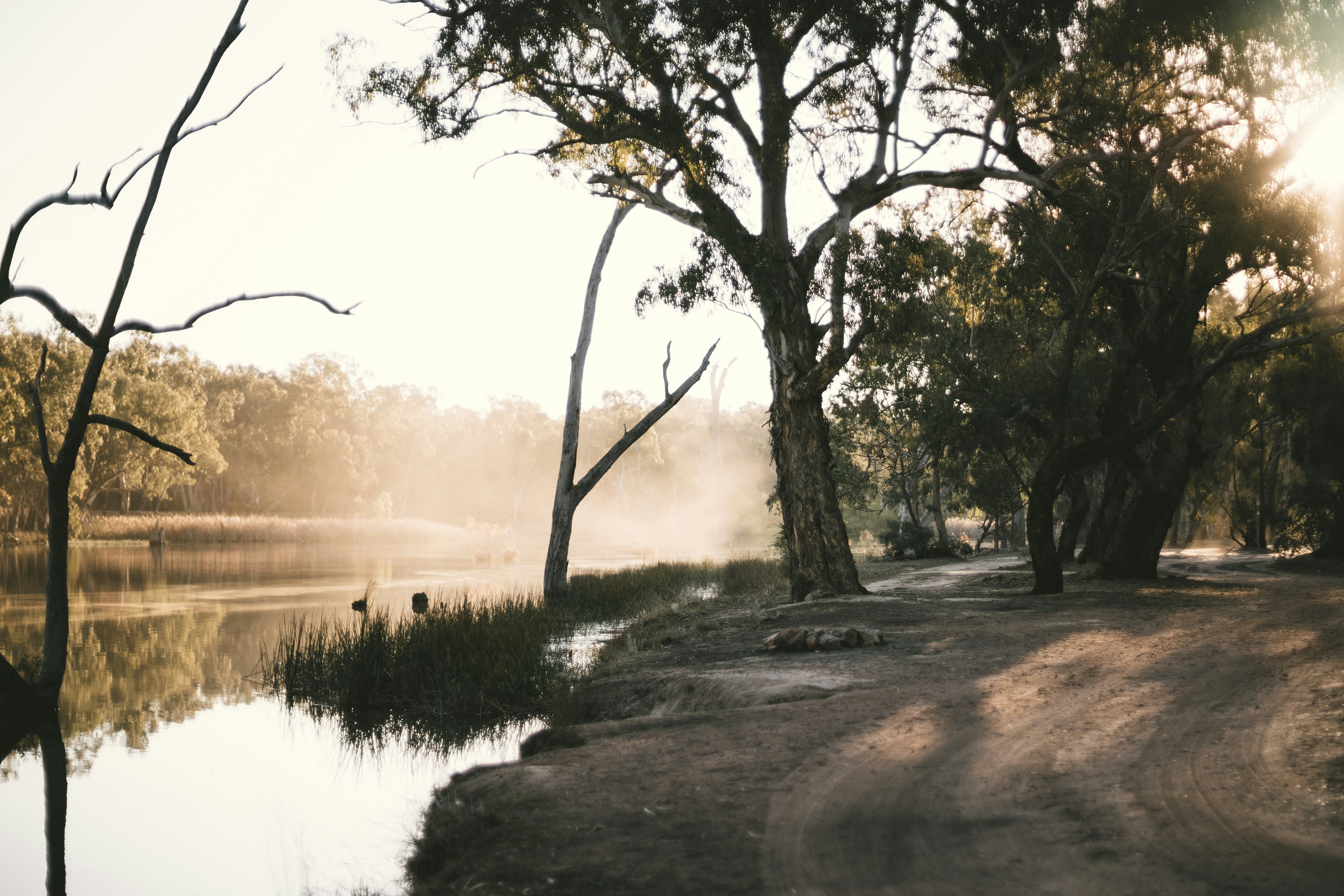 river surrounded with trees