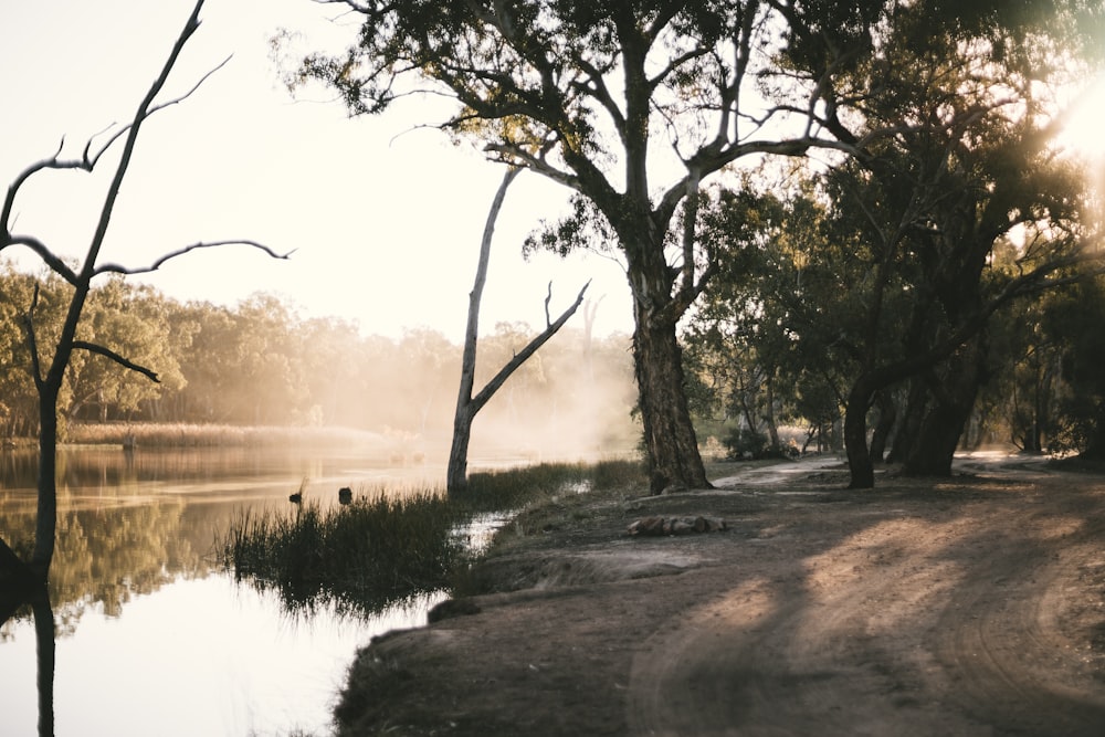 river surrounded with trees