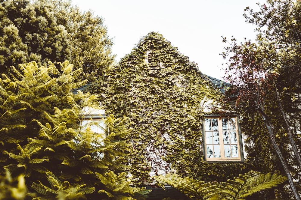 house with 2 windows covered in leaf vines
