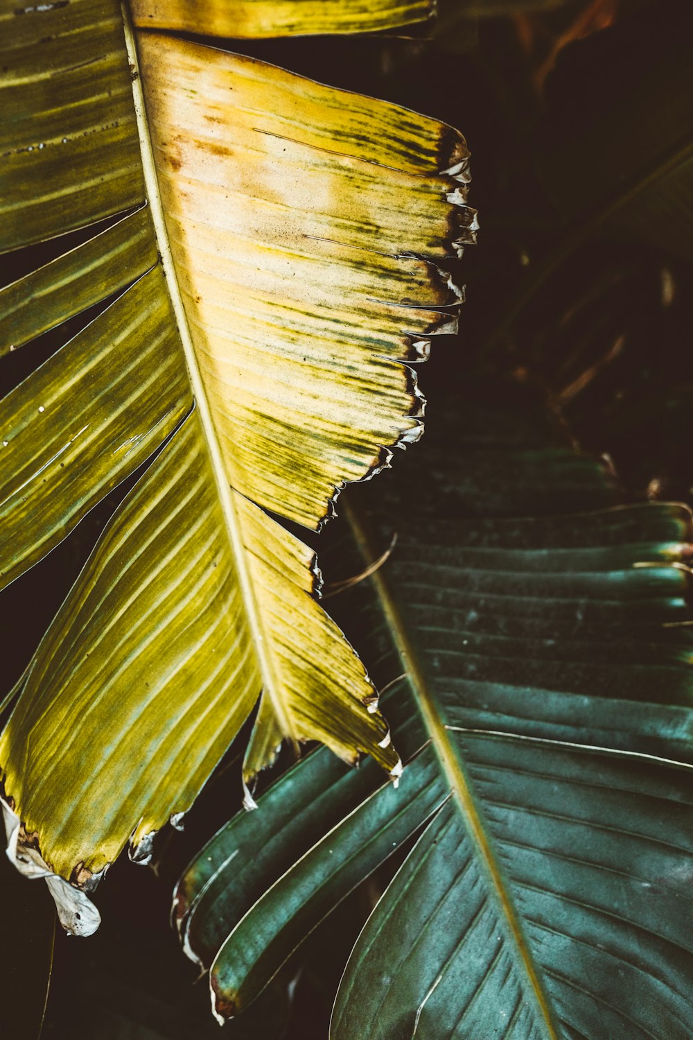 a close up of a large green leaf