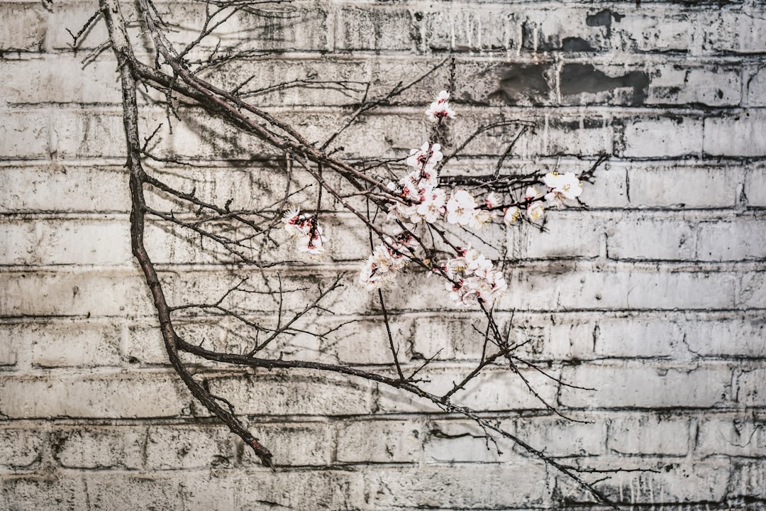 white flowering tree