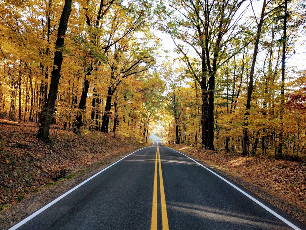 black concrete pavement in between brown and green trees