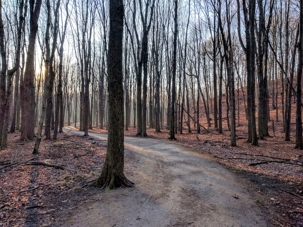 brown trees beside pathway