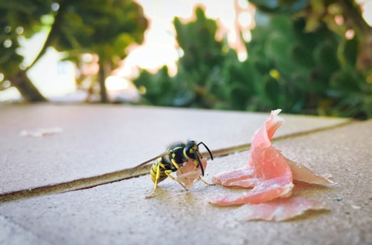 A wasp is on a tiled surface next to a small piece of pinkish food material. The background features blurred greenery, suggesting an outdoor environment.