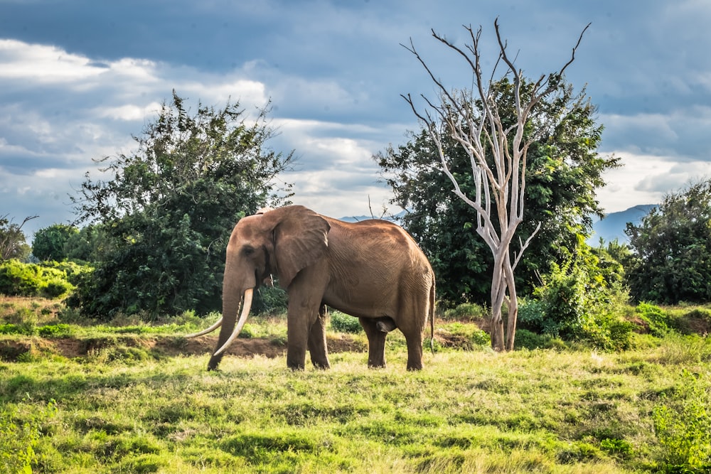 elefante cinzento no campo verde