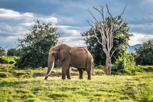 gray elephant on green field in Tsavo East National Park Kenya