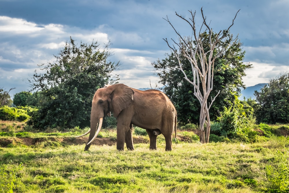 elefante gris en campo verde