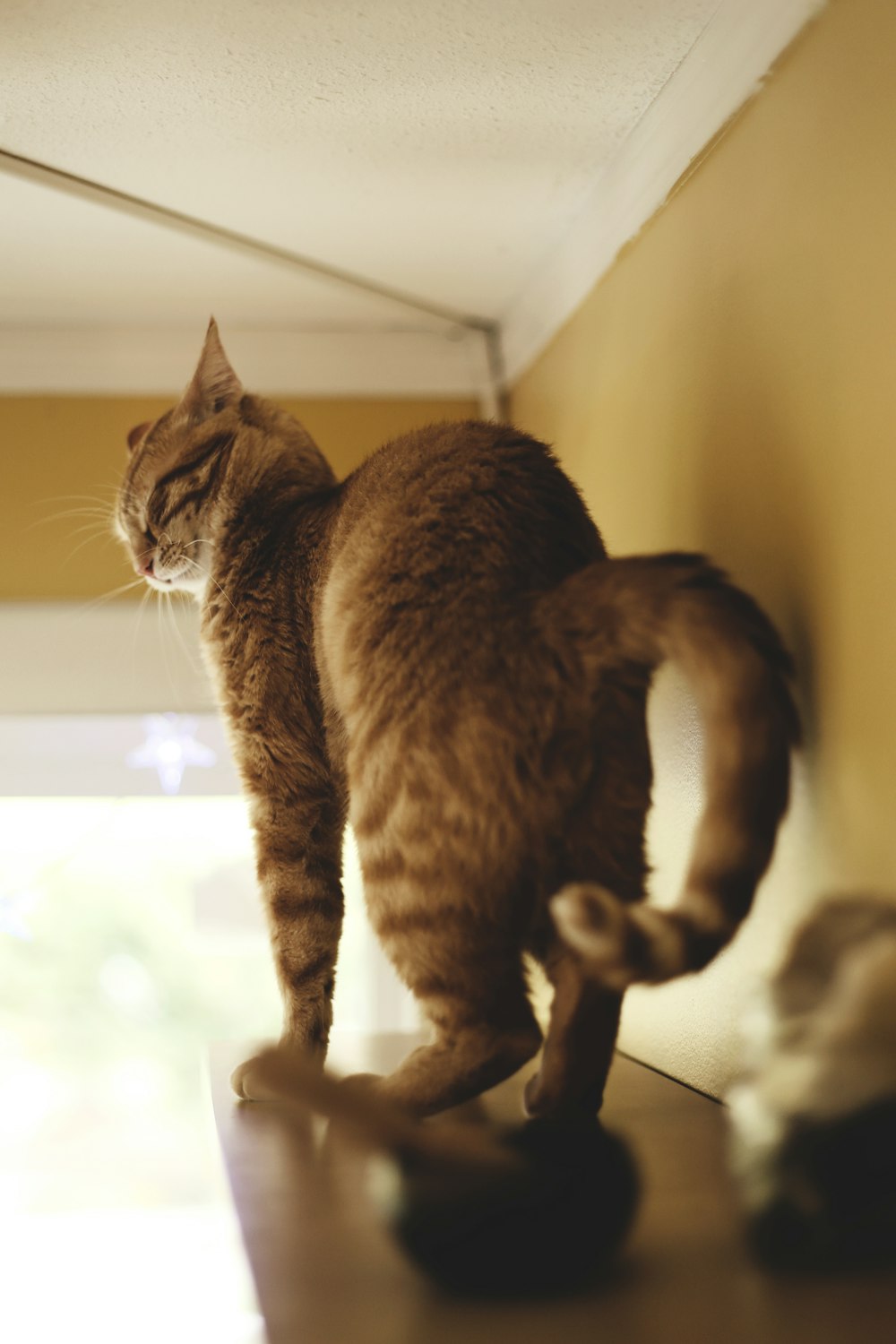 Kurzhaarige graue Katze steht auf schwebendem Regal
