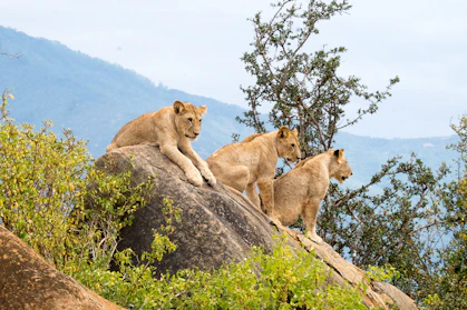 three lions sitting on rock formations at daytime