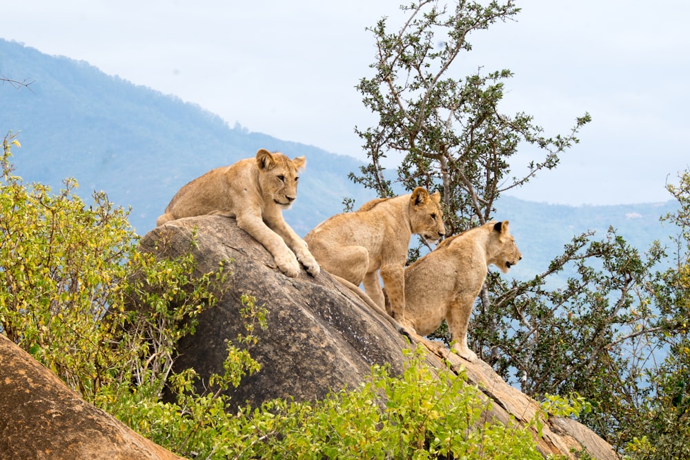 Trois lions assis sur des formations rocheuses pendant la journée