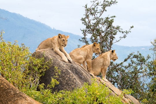 three lions sitting on rock formations at daytime in Tsavo East National Park Kenya