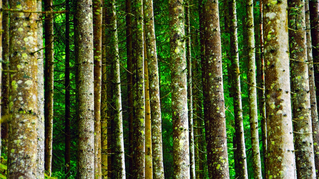 Forest photo spot Schladming Unkenberg