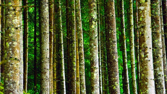 green tall trees in Schladming Austria