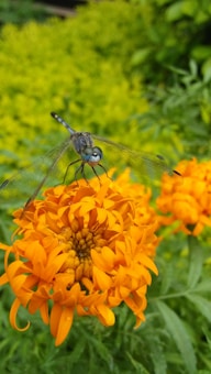 A vibrant dragonfly rests atop an orange marigold flower, with its delicate wings spread out. The backdrop consists of lush greenery, creating a natural and serene garden setting.