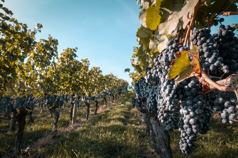 Une grappe de raisin suspendue à une vigne dans un vignoble