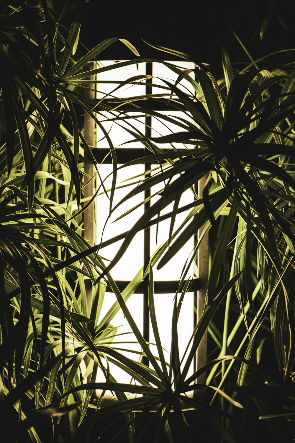 green leafed plants in room during daytime