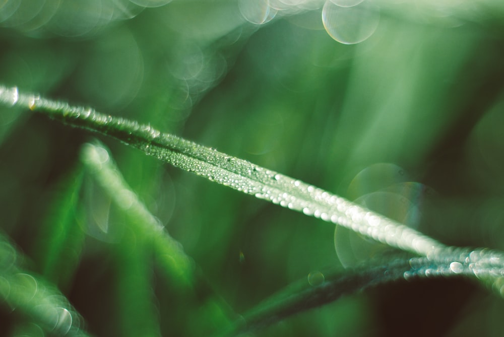 a close up of a green grass with drops of water on it