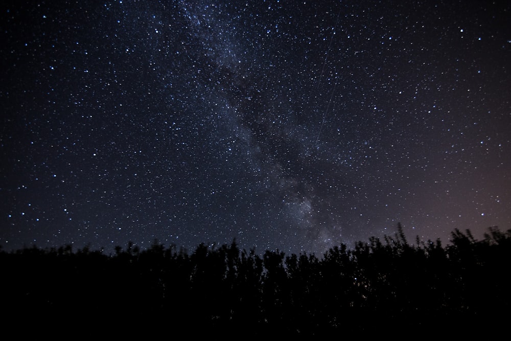 trees under stars at night