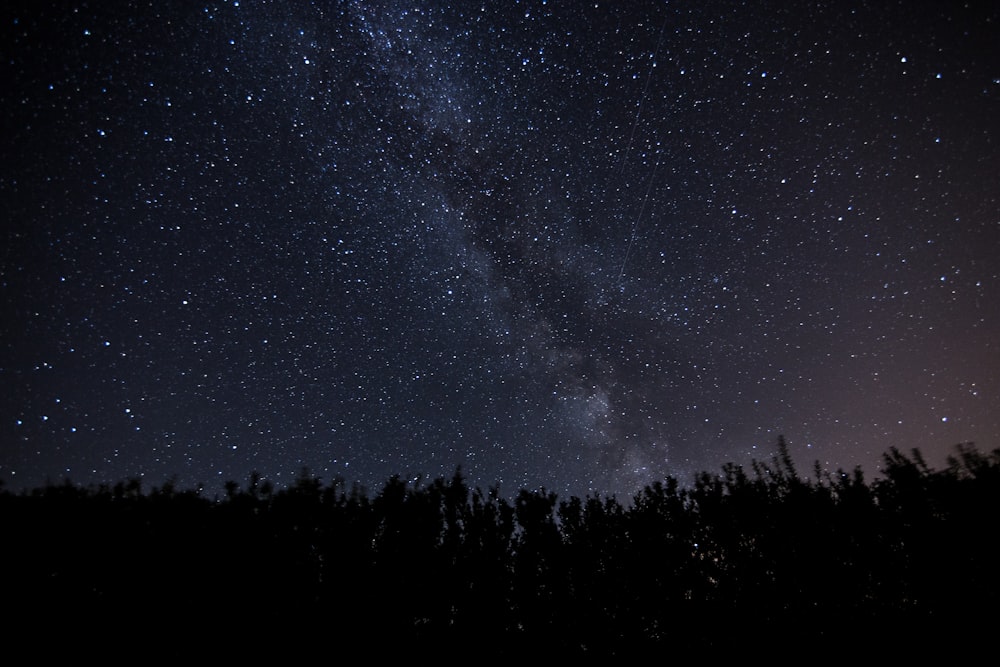 árvores sob estrelas à noite