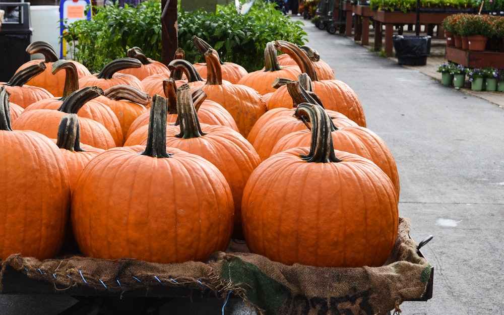 Lote de calabaza naranja