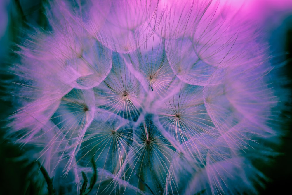 white dandelions