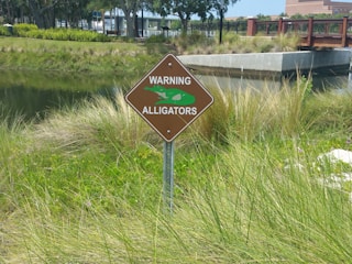A brown sign with a green alligator symbol warns about the presence of alligators. The sign is surrounded by tall grass, and there is a water body with a concrete edge and a wooden bridge in the background. The scene is a natural setting with trees and buildings visible further back.