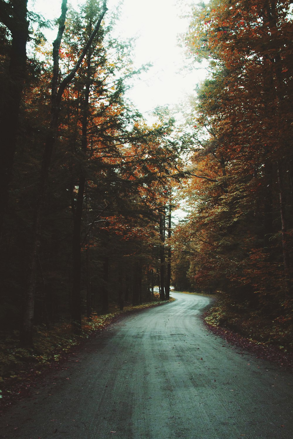 caminho cercado de árvores